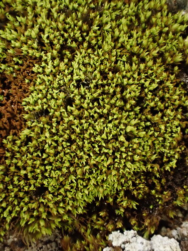 Anoectangium aestivum observed 2026-07-22