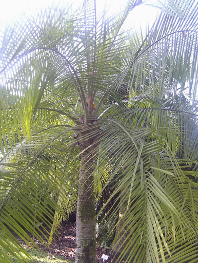 Ravenea rivularis (Field guide to the Palms of Dry area ) · iNaturalist