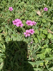 Oxalis articulata