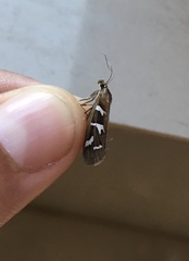 Diastictis