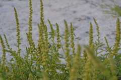 Amaranthus arenicola