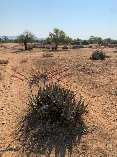 Aloe globuligemma