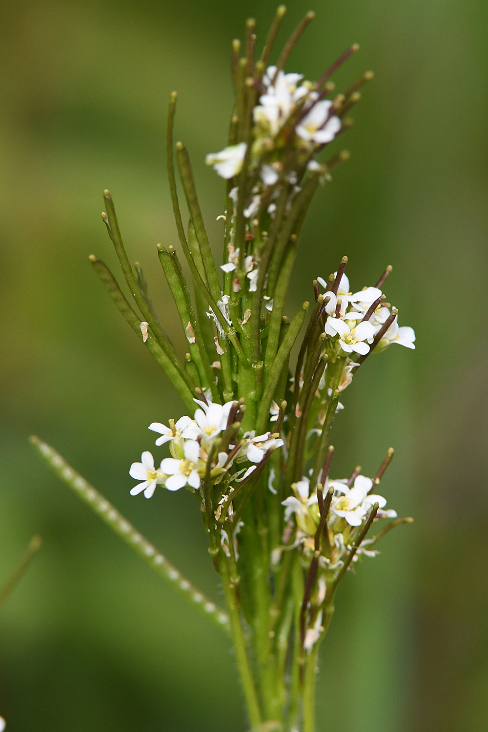 Arabis hirsuta