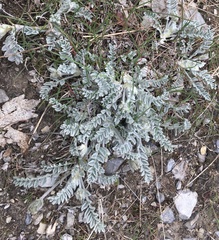 Astragalus utahensis