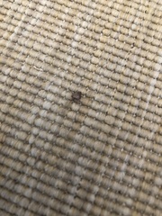 Dermacentor occidentalis