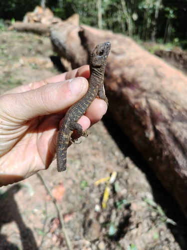 Prickly Forest Skink