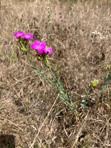 Dianthus collinus, photograph 6