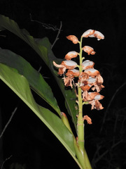 Alpinia hainanensis