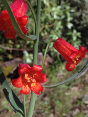 Fritillaria recurva