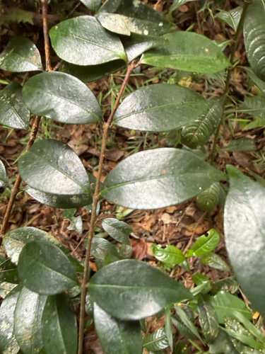 Siphoneugena densiflora, 2026-07-14