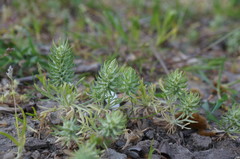 Ceratocephala falcata