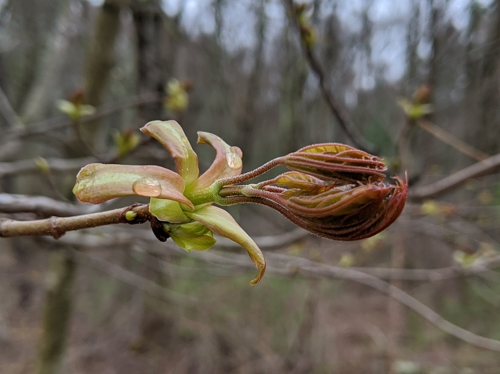 Norway maple from Carlisle, MA 01741, USA on April 30, 2020 at 02:20 PM ...