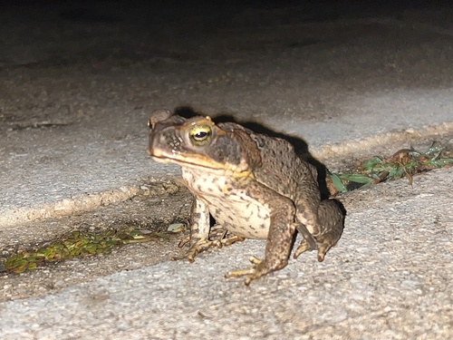 Rhinella marina observed 2026-07-24