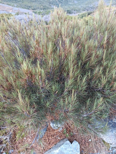 Dracophyllum longifolium, photograph 3