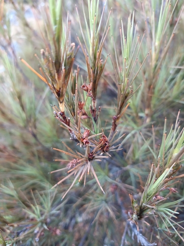 Dracophyllum longifolium, photograph 4