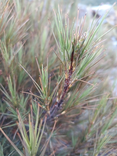 Dracophyllum longifolium, photograph 5