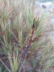 (c) Carl Ramirez, some rights reserved (CC BY) Dracophyllum longifolium, photograph (c) Carl Ramirez, some rights reserved (CC BY)