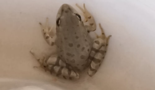 Iberian Green Frog
