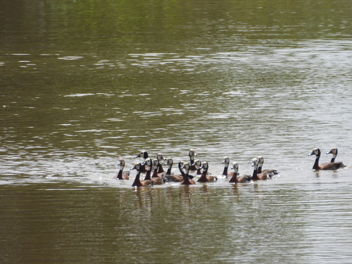 iNaturalist image