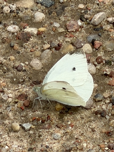 Small White