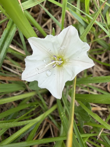 field bindweed