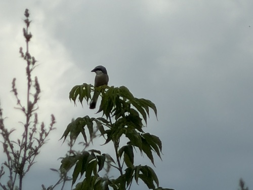 Red-backed Shrike