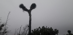 Yucca potosina