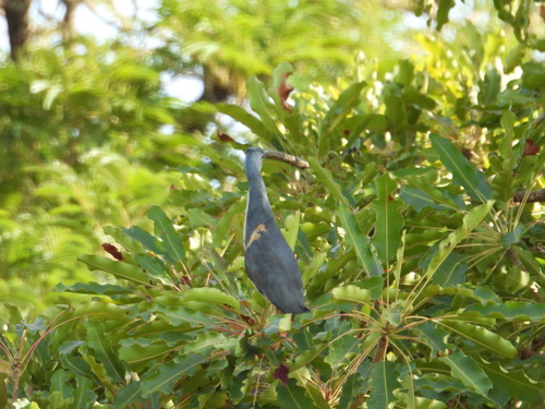 iNaturalist image