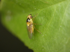 Thaumatomyia notata