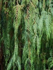 Cupressus pendula