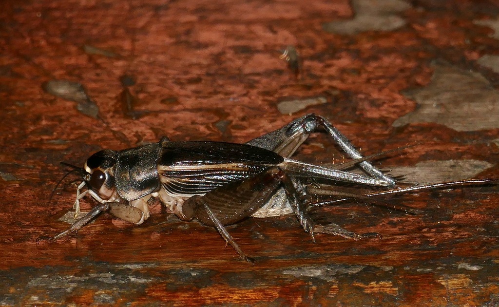 Acanthogryllus