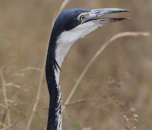 iNaturalist image