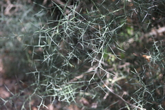 Koeberlinia spinosa