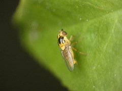 Thaumatomyia notata