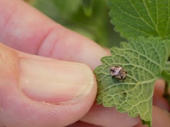 Cheilomenes propinqua