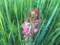Onobrychis viciifolia