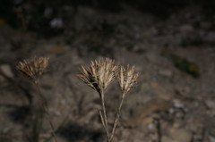Dianthus pseudarmeria