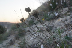 Dianthus pseudarmeria