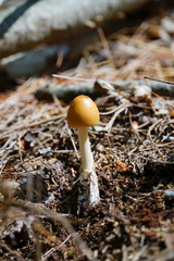Amanita sinicoflava