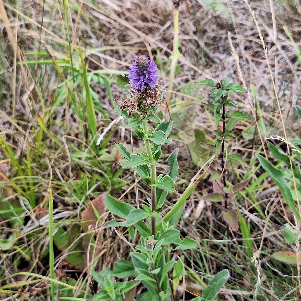 Veronica orchidea; photograph author not stated, no rights reserved