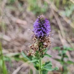 author not stated, no rights reserved Veronica orchidea, photograph author not stated, no rights reserved