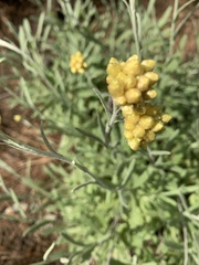 Helichrysum arenarium