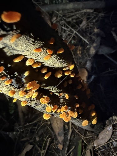orange pore fungus