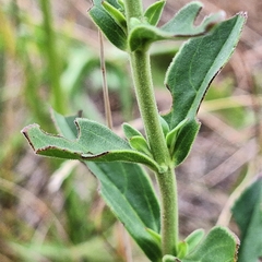 author not stated, no rights reserved Veronica orchidea, photograph author not stated, no rights reserved