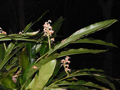 Alpinia hainanensis