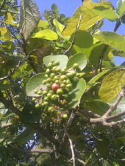 Gmelina dalrympleana