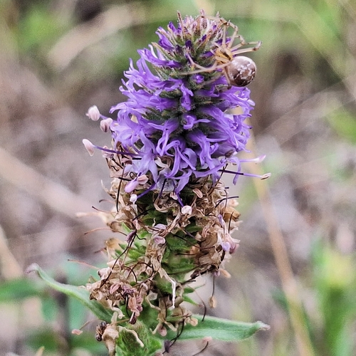 Veronica orchidea, photograph 4