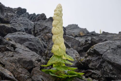 Rheum nobile, photograph 2