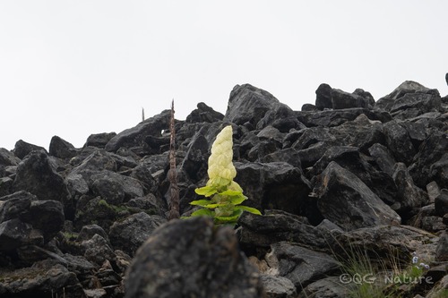 Rheum nobile, photograph 3