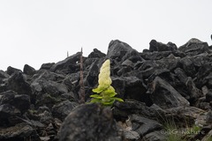 Rheum nobile, photograph (c) Wang.QG, some rights reserved (CC BY)